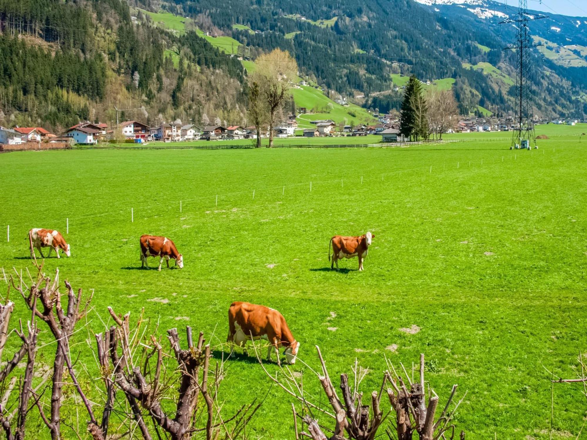 Apartment With Panoramic View Ramsau im Zillertal Eksteriør billede